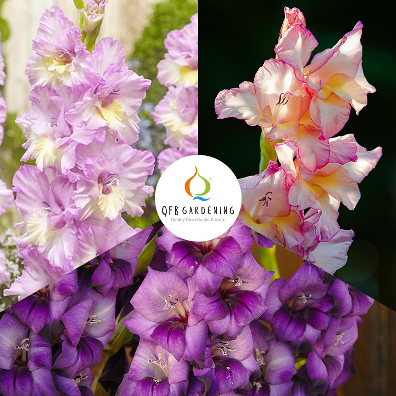 Large Flowering Gladioli Mix 60100