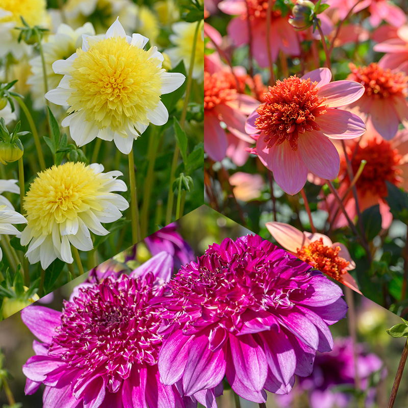 Anemone-flowered Dahlia Collection