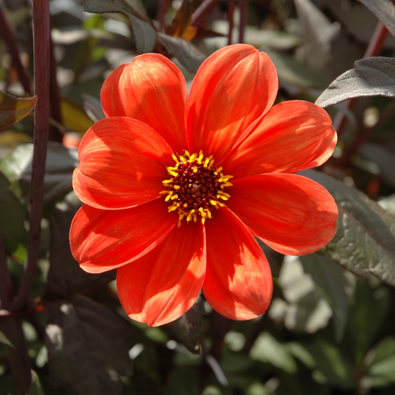 Dahlia Bishop of Oxford