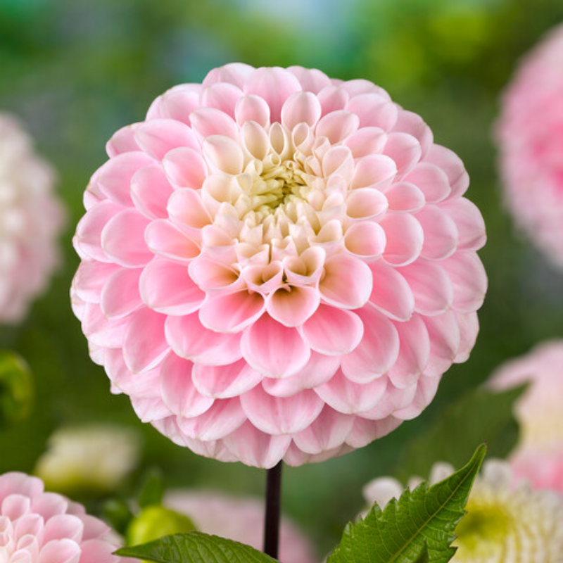 Dahlia Wizard of Oz