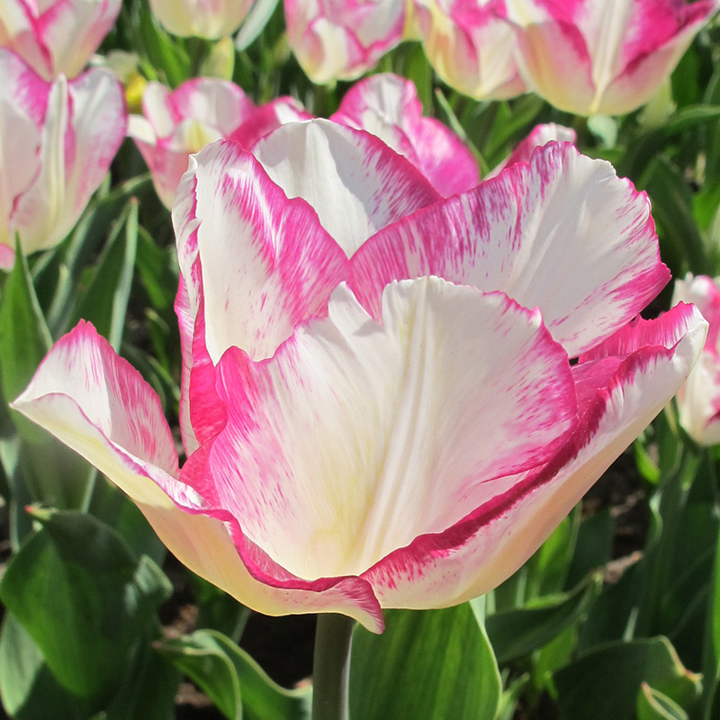 Tulip Affaire