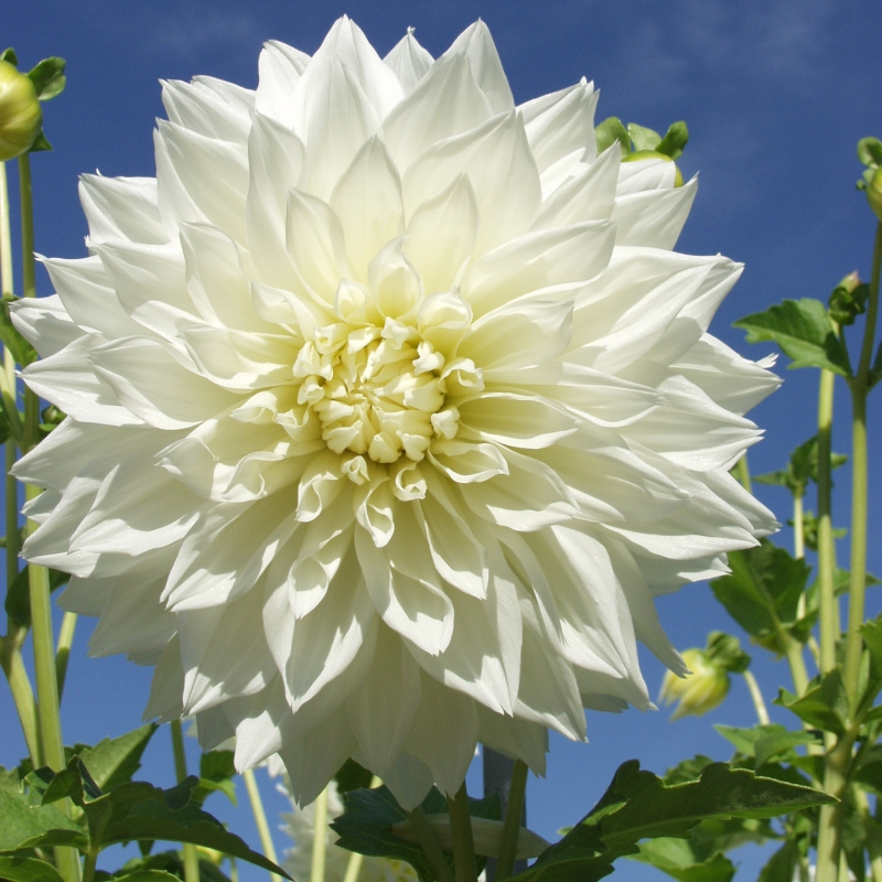 Dahlia Fleurel®