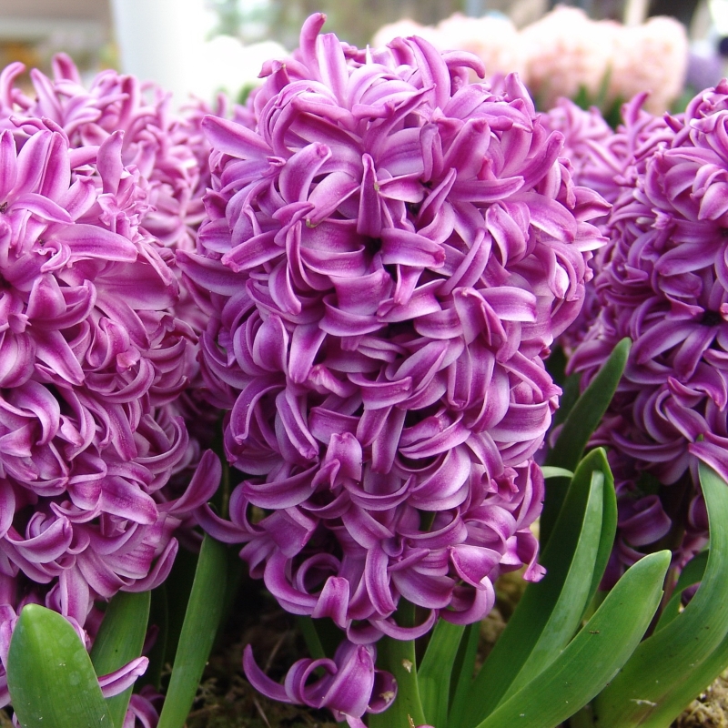 Hyacint Purple Sensation