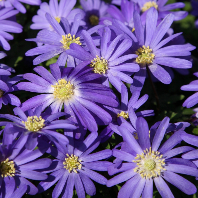 Anemone blanda