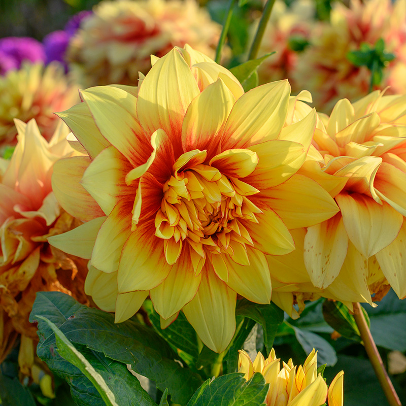 Dahlia Dazzling Sun | 10047