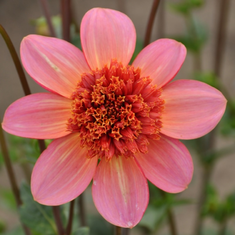 Dahlia Totally Tangerine