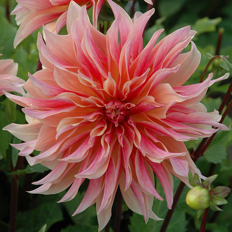 Dahlia Labyrinth