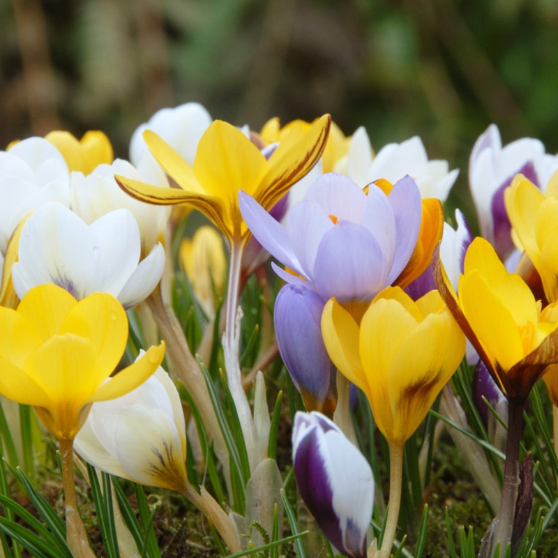 XL-Pack Crocus chrysanthus mix