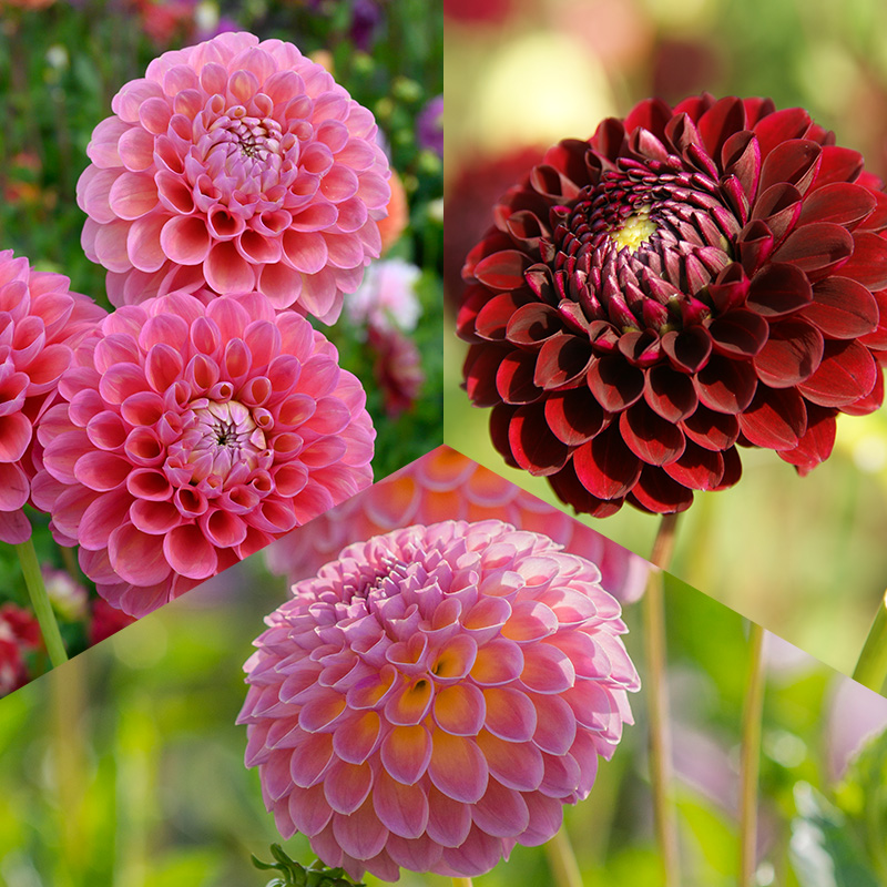 Ball Dahlia Collection „Picking Garden”