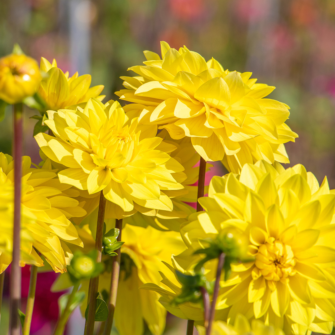 Dahlia American Sun