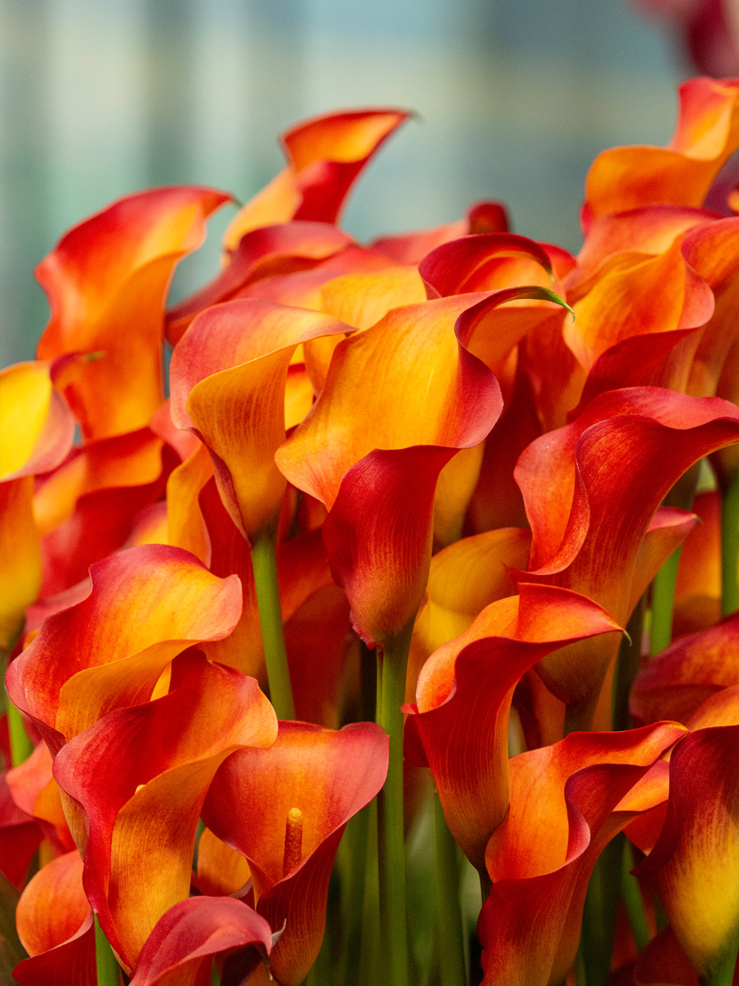 Calla Captain Trinity®