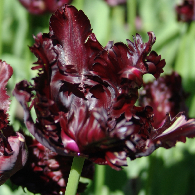 Tulip Black Parrot