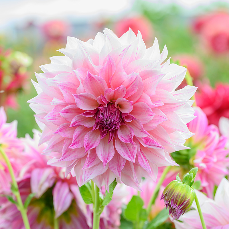 Dahlia Café au Lait Royal