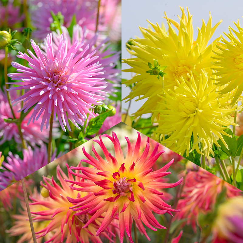 Cactus Dahlia Collection „Fireworks”