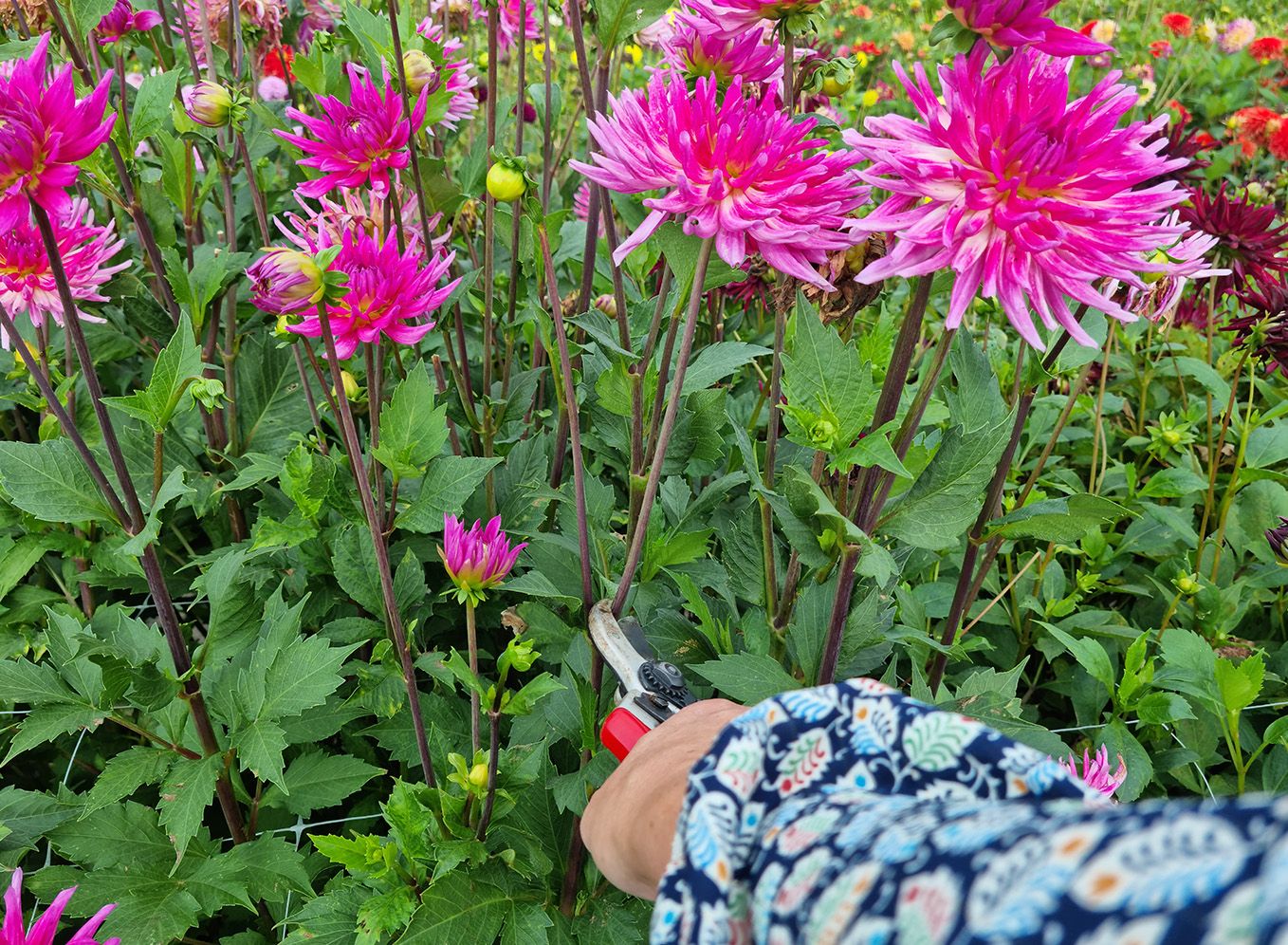 6 tips for pruning dahlias for more beautiful and lush flowers